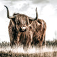 Highland Cow Canvas Art | #485