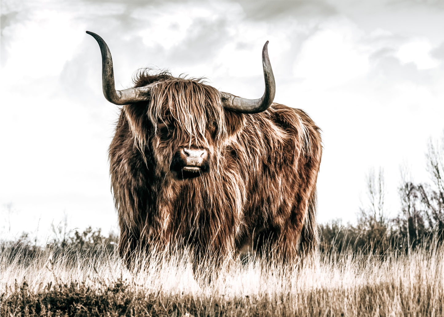 Highland Cow Canvas Art | #485