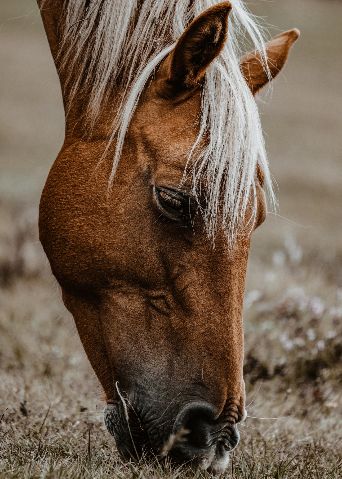 Dallas, The Majestic Horse Canvas Art | #4