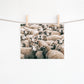 Herd of Sheep Canvas Art | #493