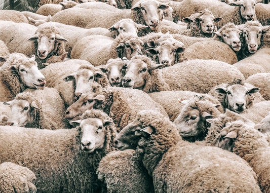 Herd of Sheep Canvas Art | #493