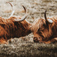 Highland Cows True Love Canvas Art | #56