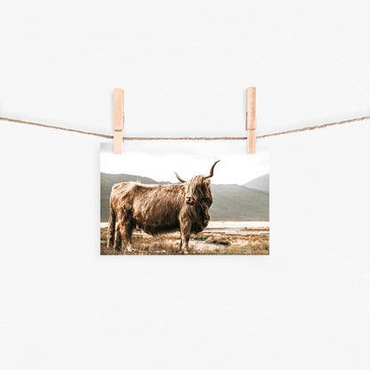 HIGHLAND COW WITH HORNS-4X6-#488