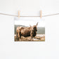 HIGHLAND COW WITH HORNS-8X10-#488