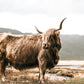 HIGHLAND COW WITH HORNS CANVAS ART #488