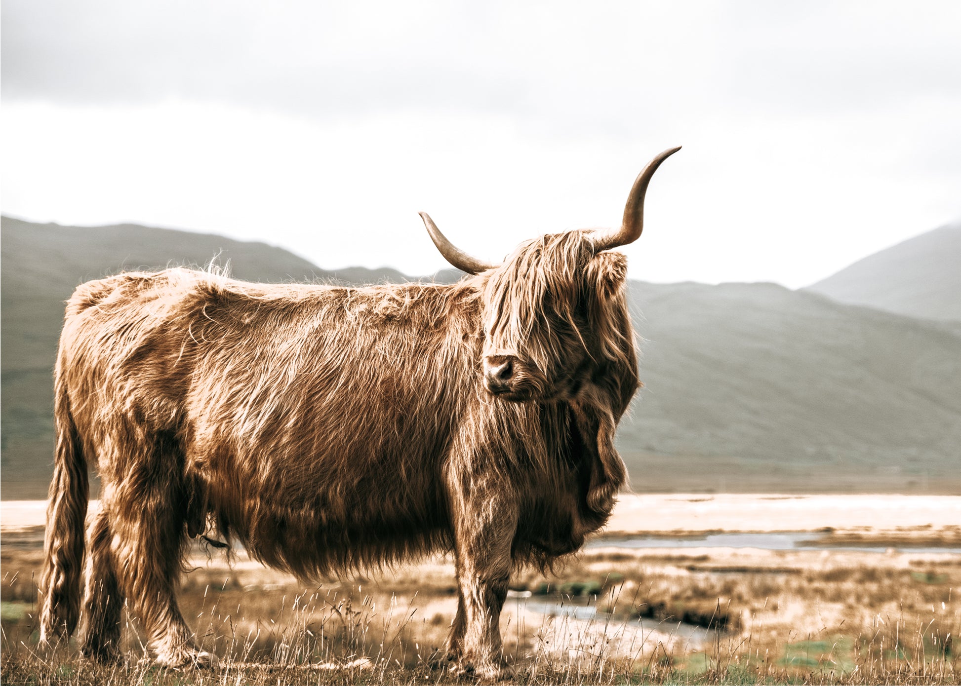 HIGHLAND COW WITH HORNS CANVAS ART #488